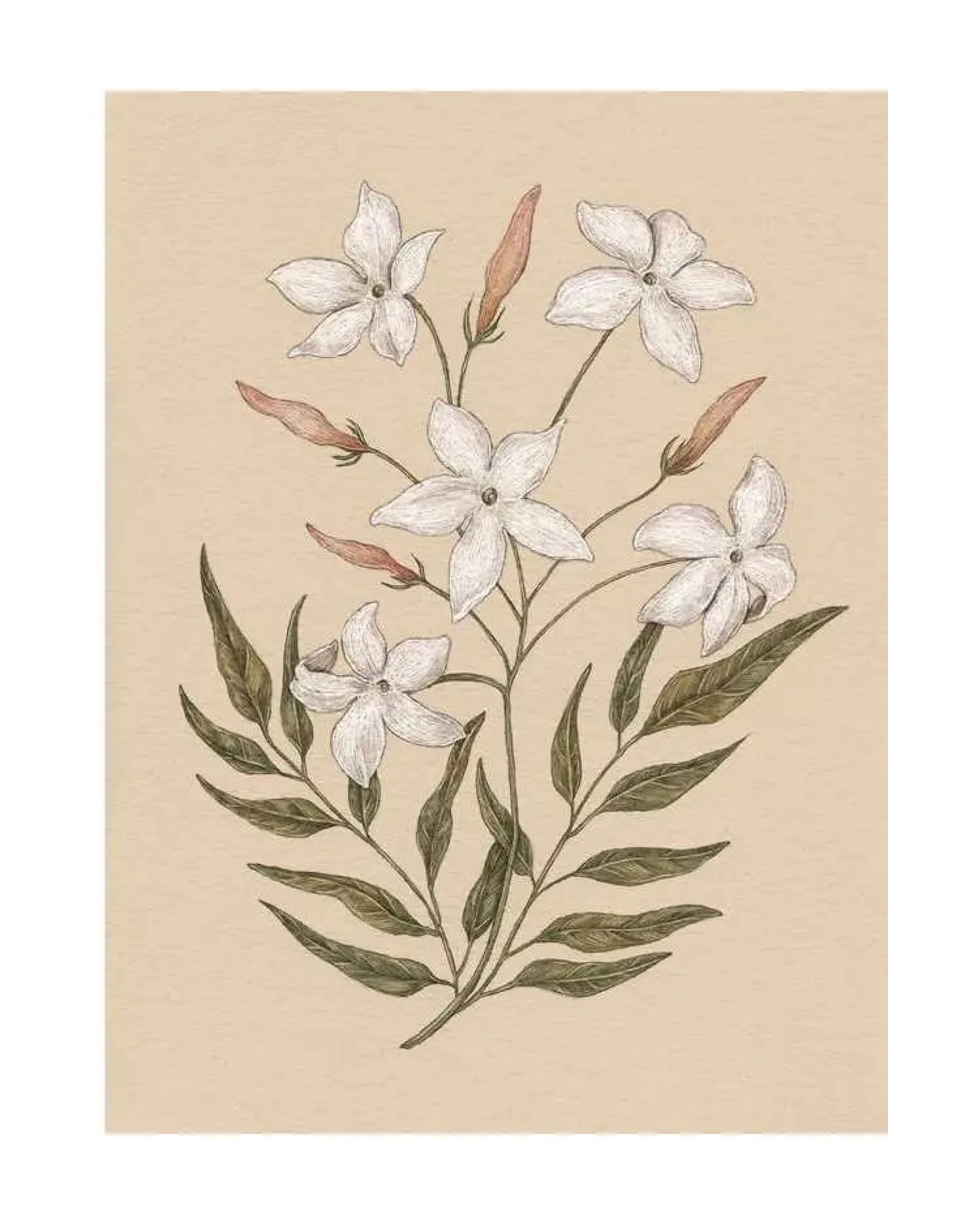 Botanical illustration of white flowers and green leaves on a beige background