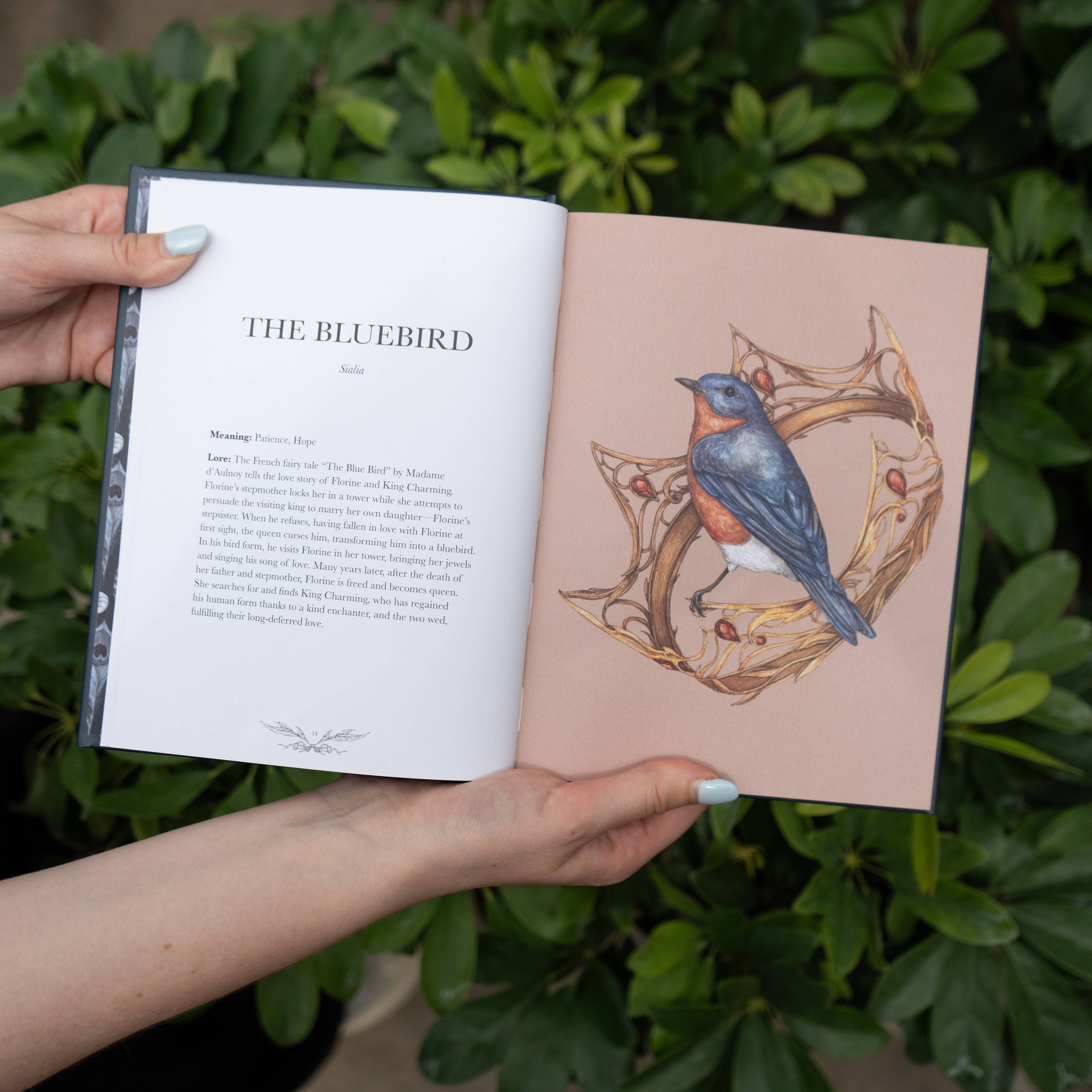 Ornithography by Jessica  Roux