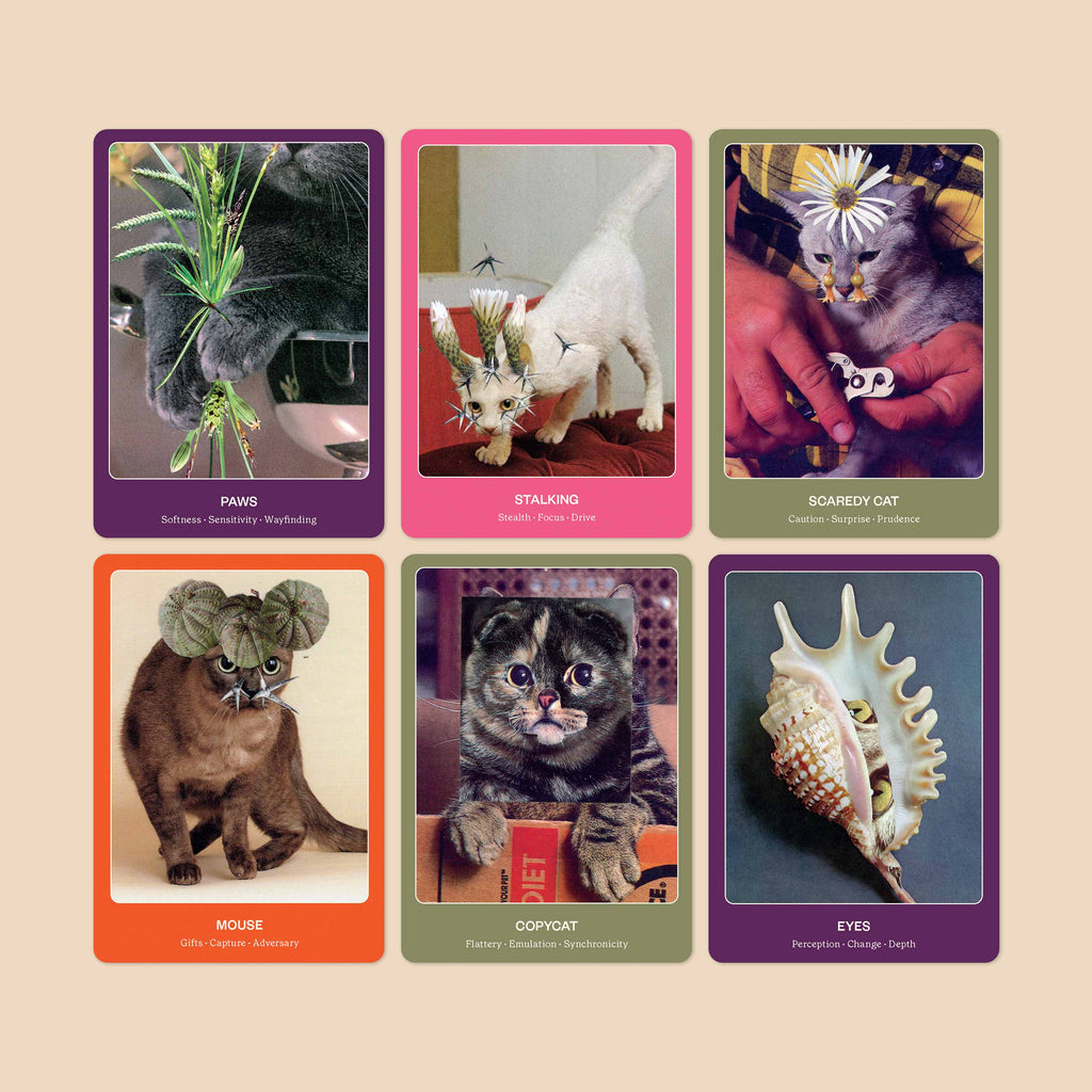 Six card-style images of cats with descriptive text on a beige background