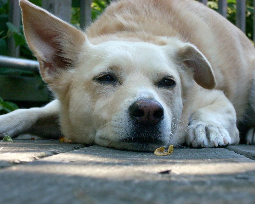 Dog lying on a wooden deck