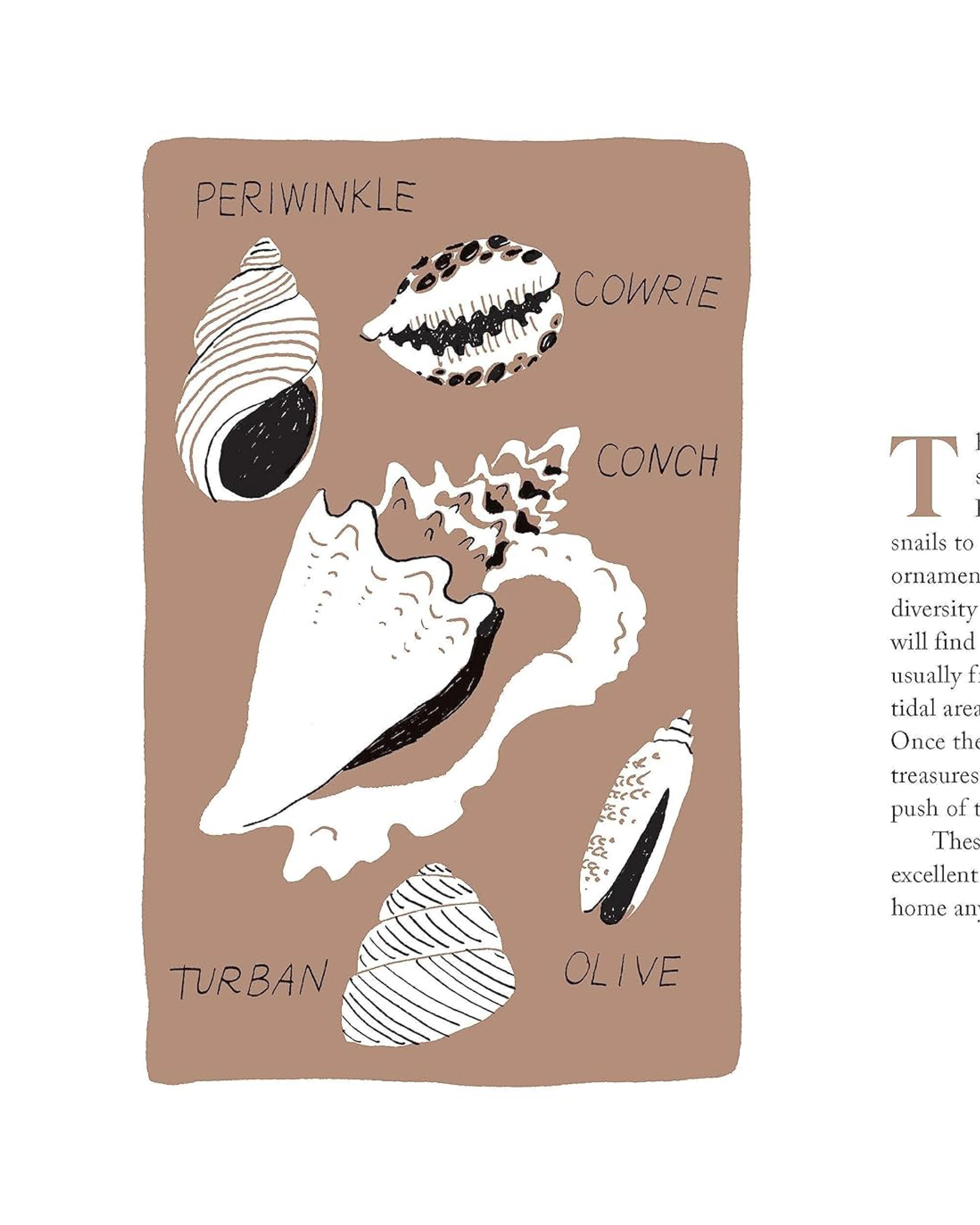 Pocket Nature: Beachcombing