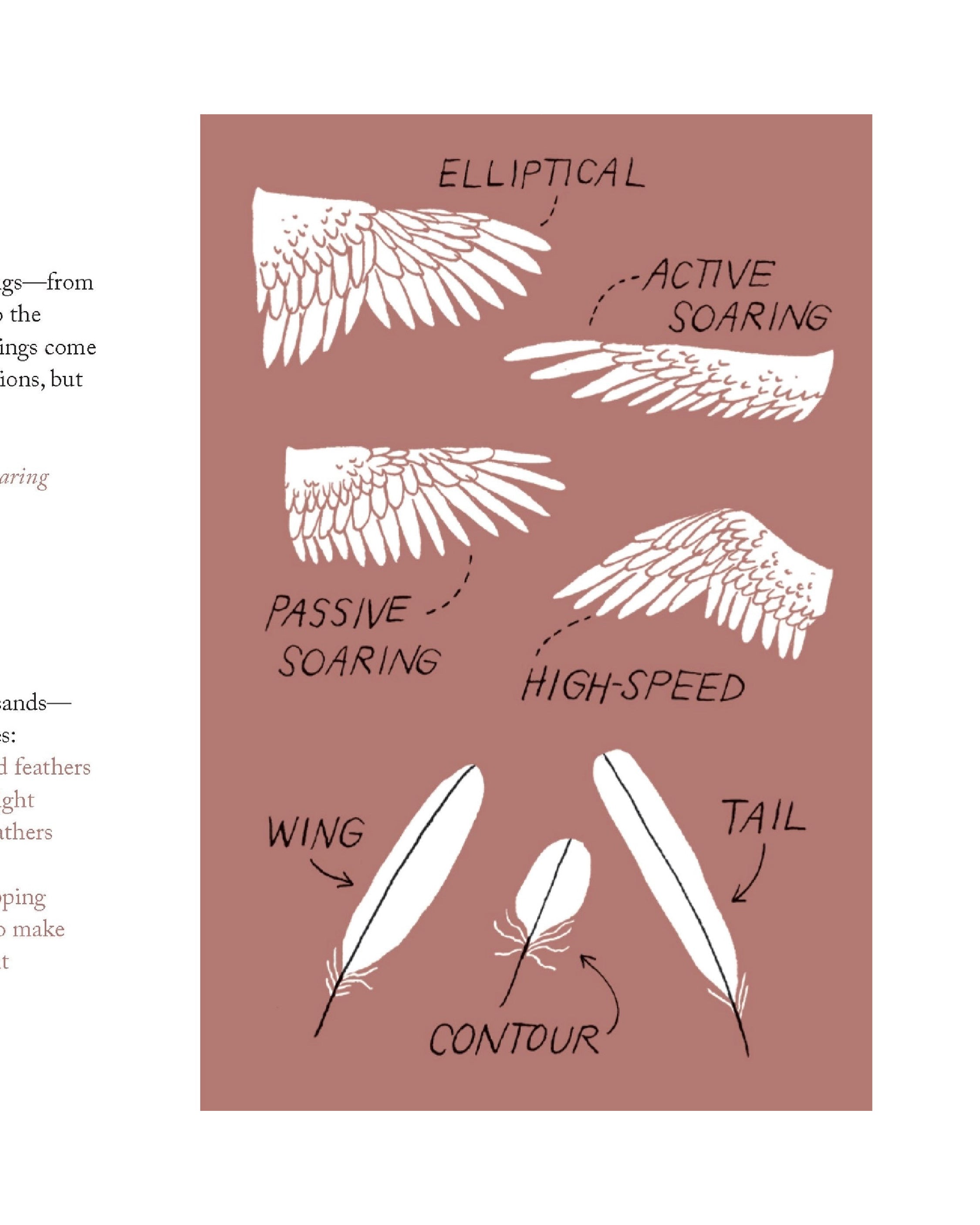Pocket Nature: Bird-Watching