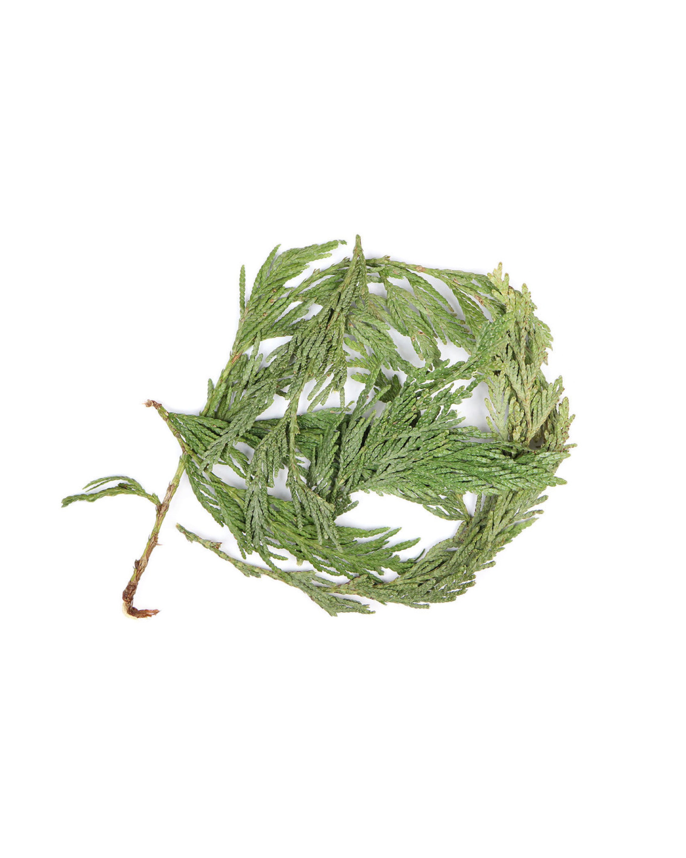 Green leafy branch on a white background