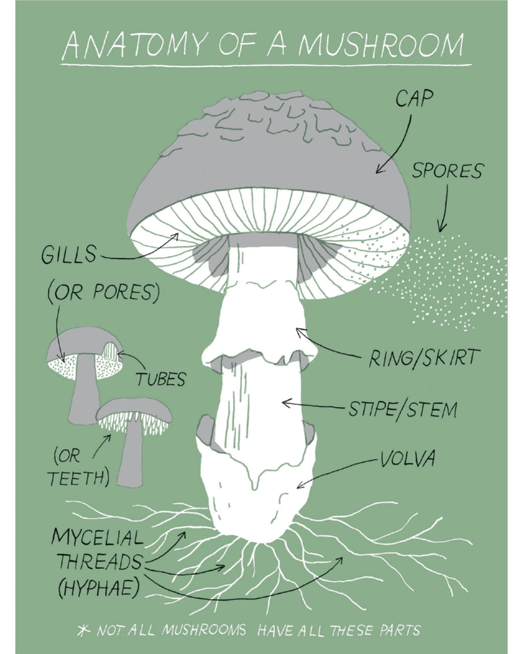 Pocket Nature: Mushroom Hunting