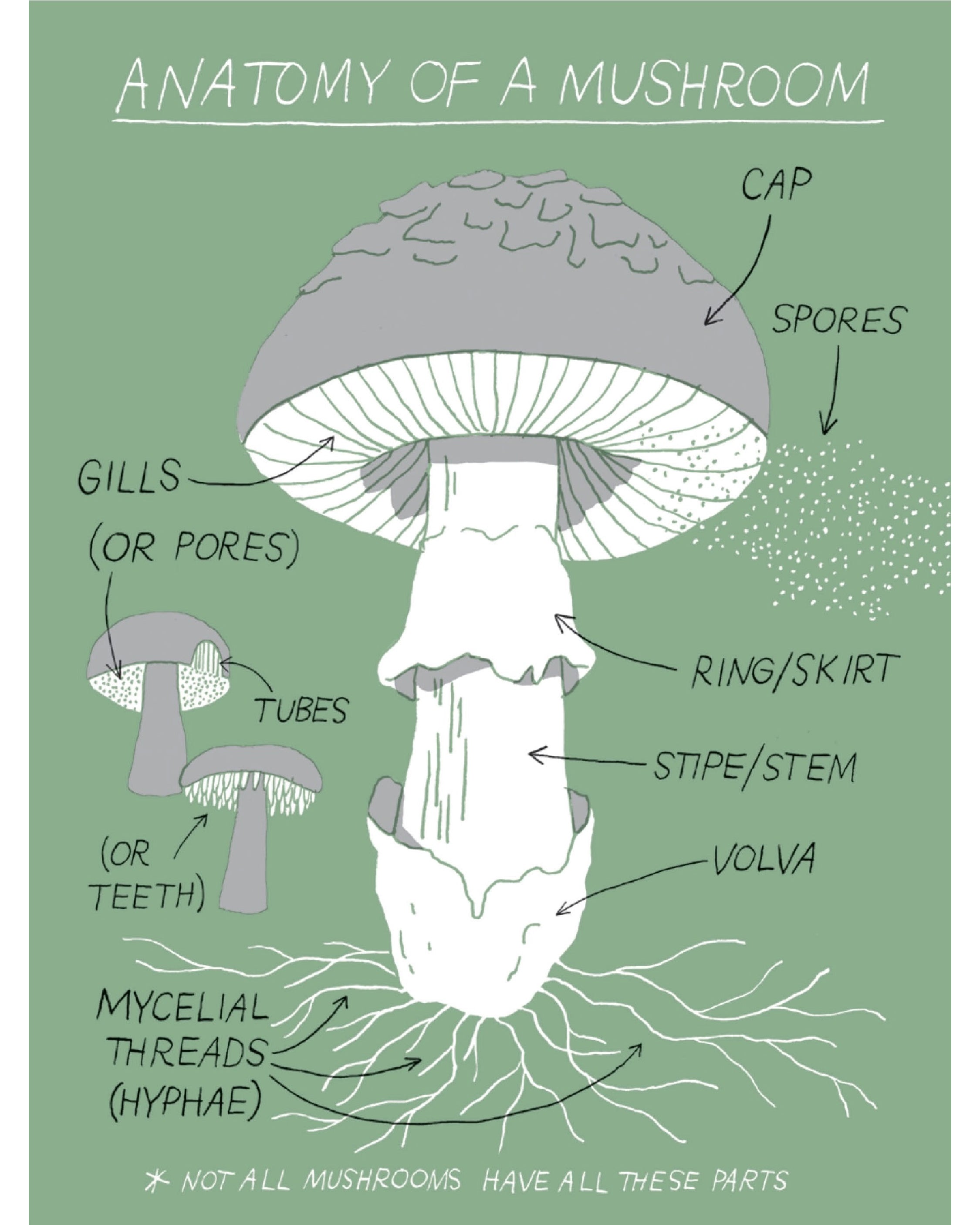 Pocket Nature: Mushroom Hunting