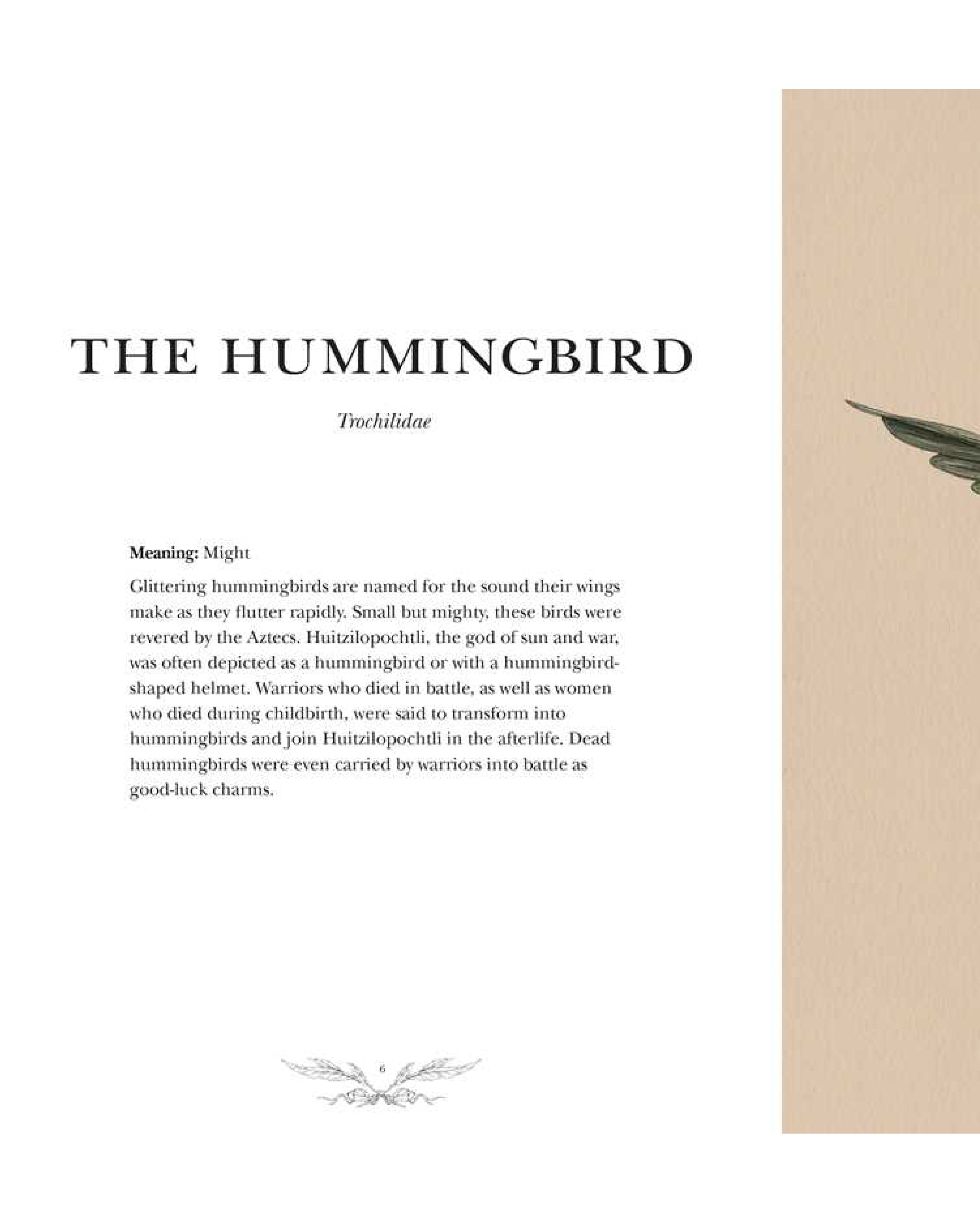 Book page with text about 'The Hummingbird' and a hummingbird illustration on a beige background.