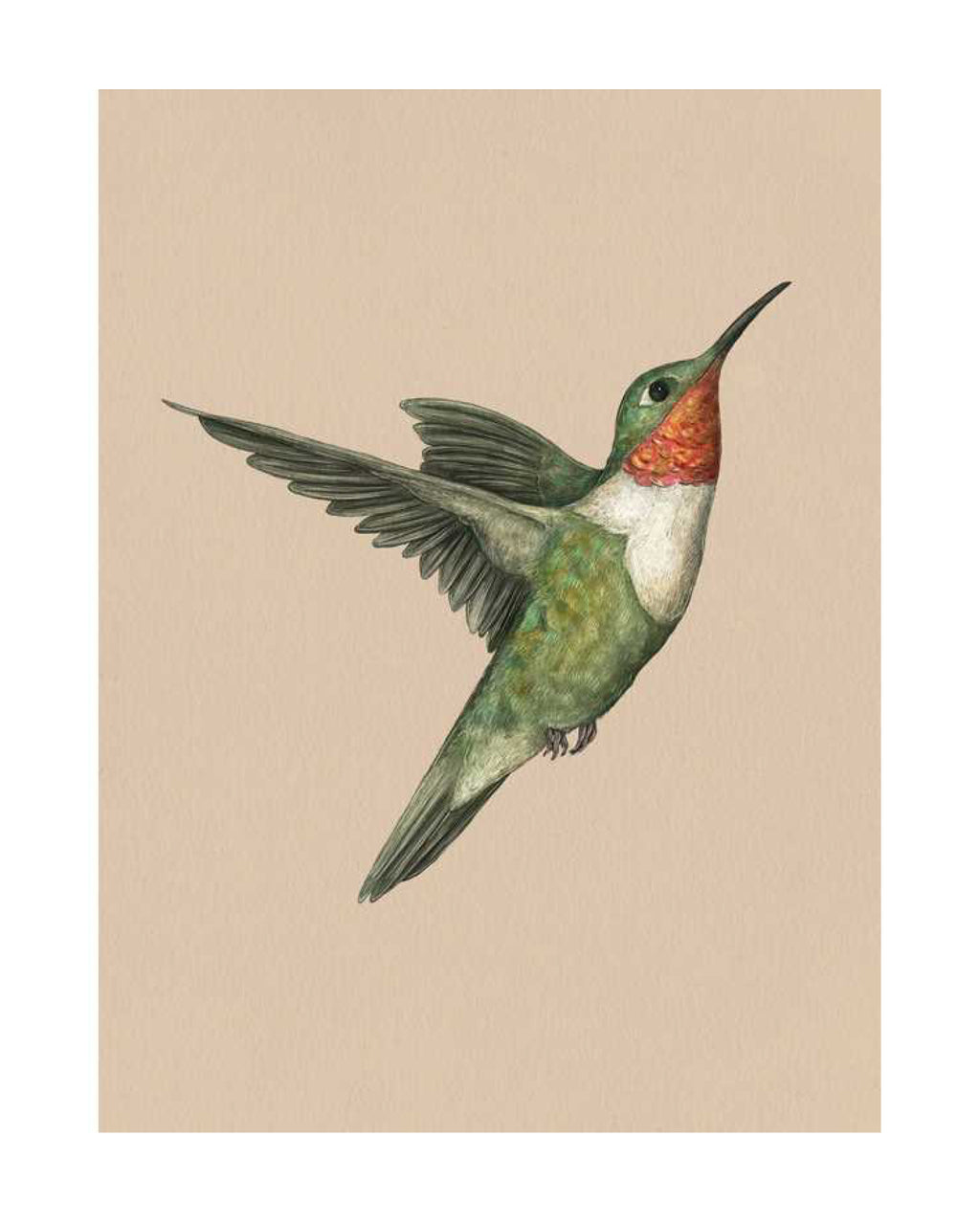 Illustration of a hummingbird on a beige background