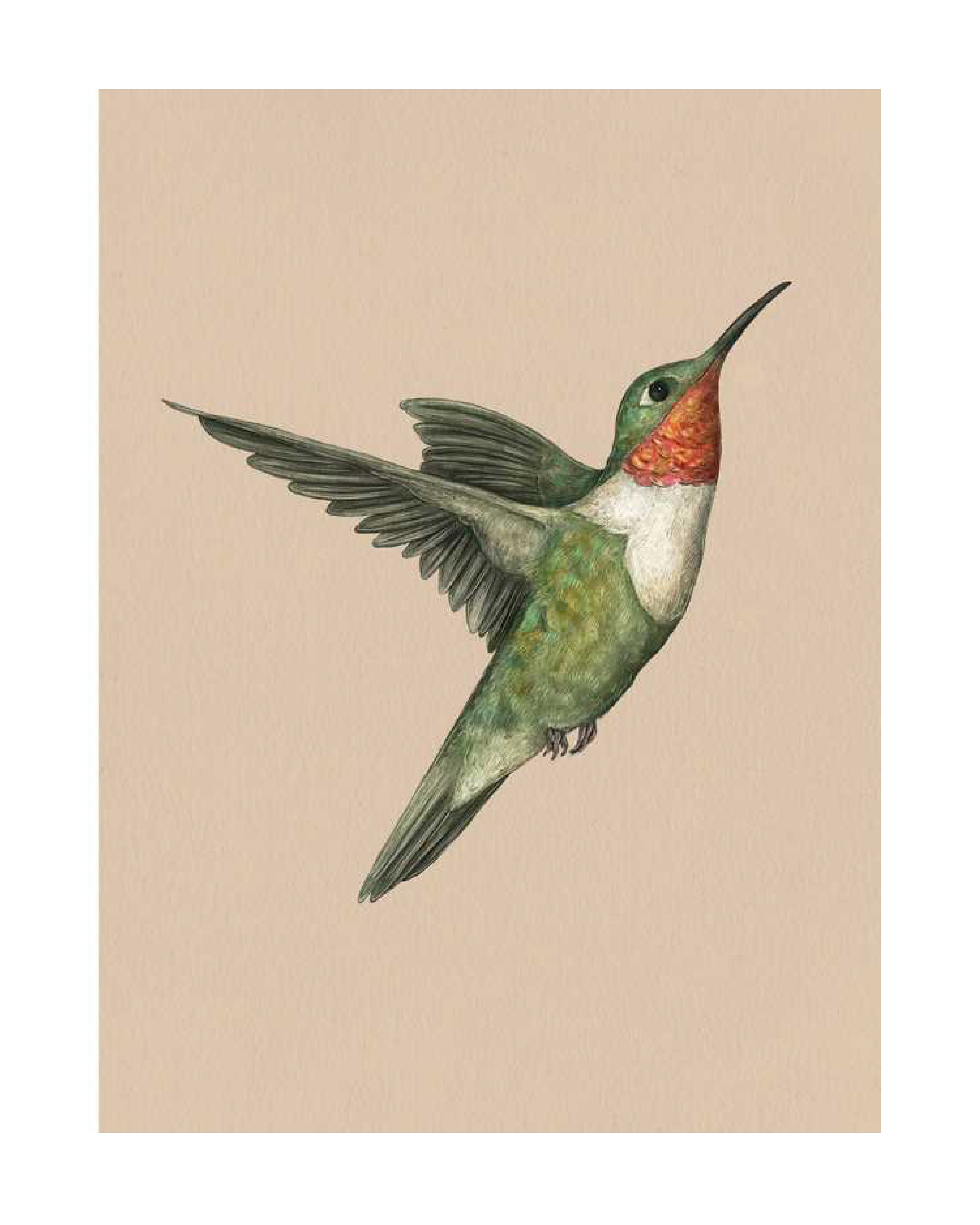 Illustration of a hummingbird on a beige background