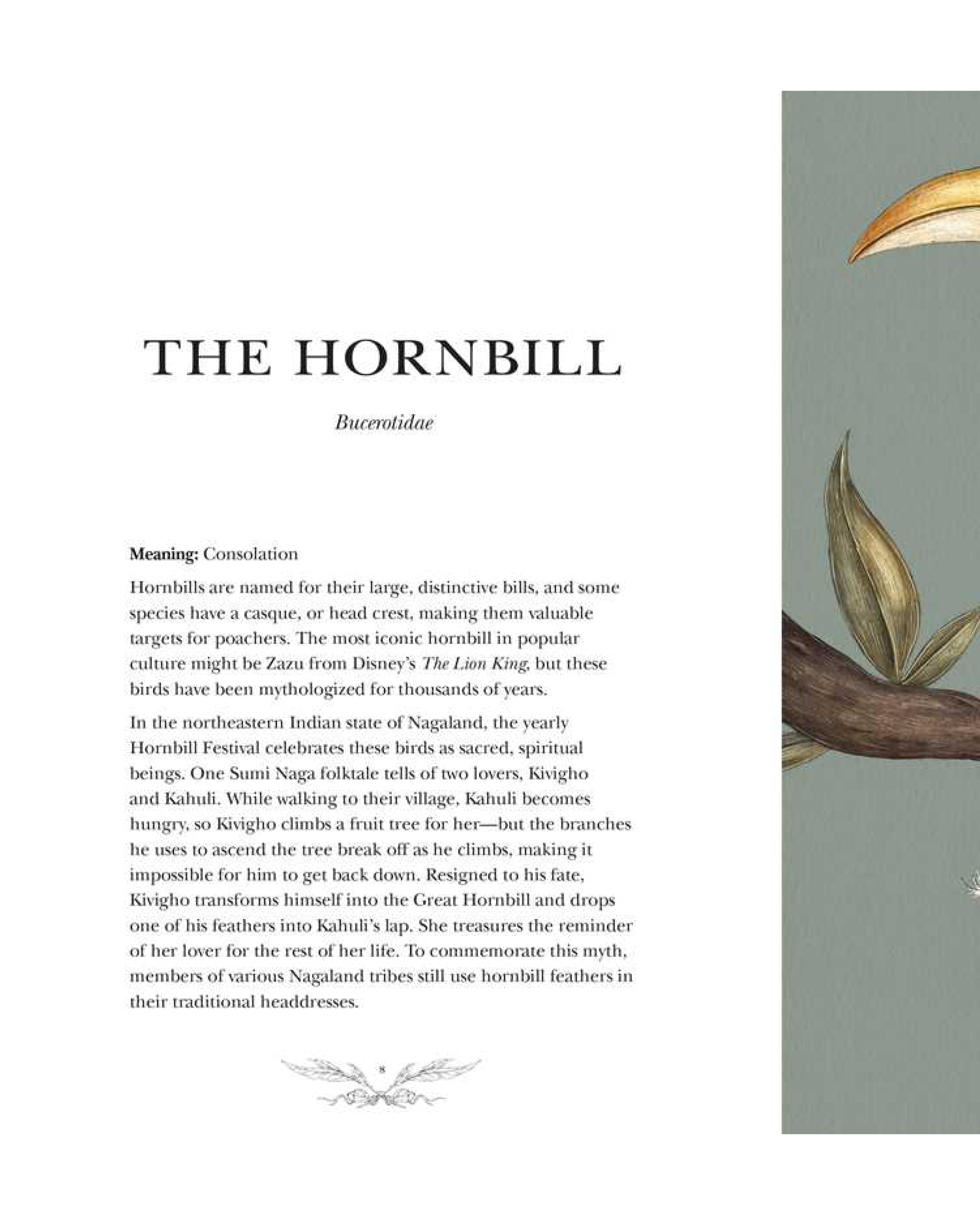 Book page with text about the hornbill and an illustration on the right side.