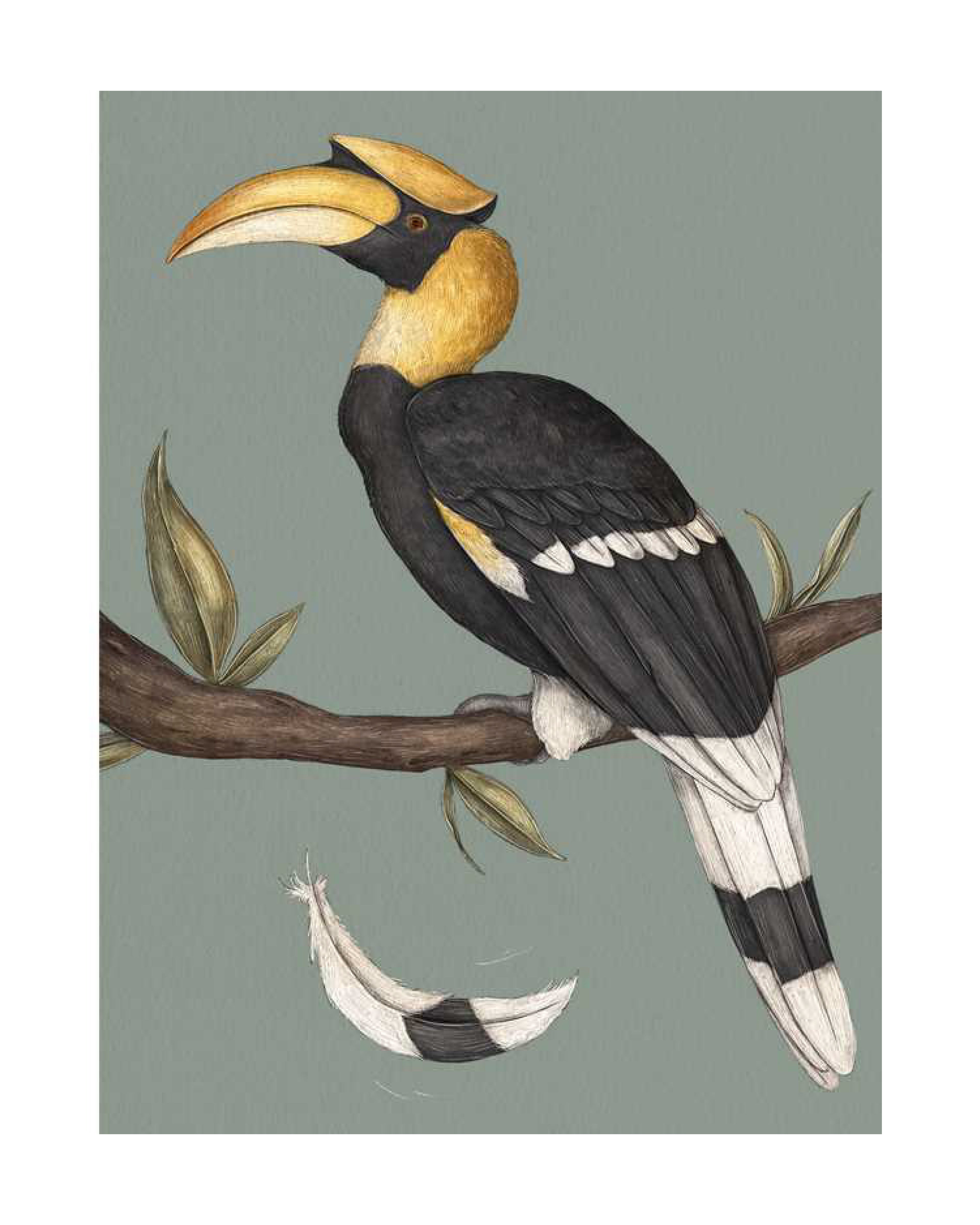 Illustration of a bird with a large hornbill perched on a branch against a gray background